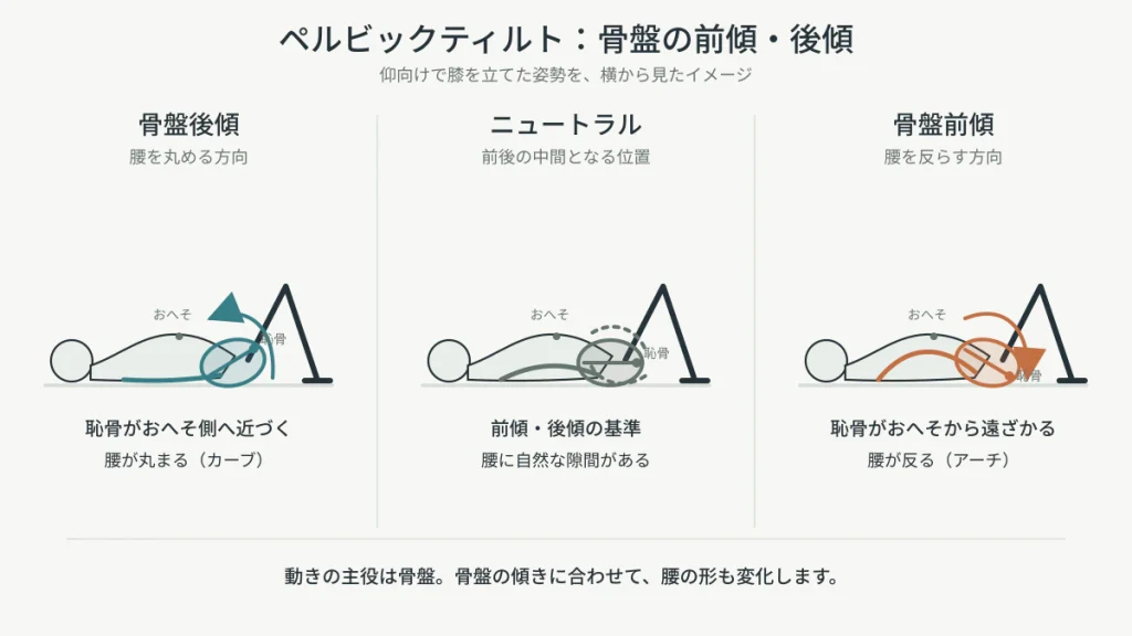 仰向けで膝を立てたペルビックティルト。骨盤後傾では腰が丸まるカーブ、骨盤前傾では腰が反るアーチとなる違いを示した図解。