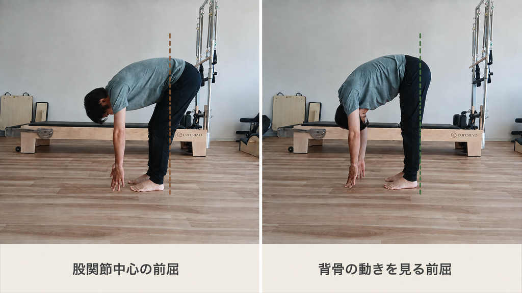 前屈の比較。左はお尻が踵より後方に移動した股関節中心の前屈、右はお尻を踵の上に保ち背骨の動きを見る前屈。踵からの縦線で位置関係を示している。