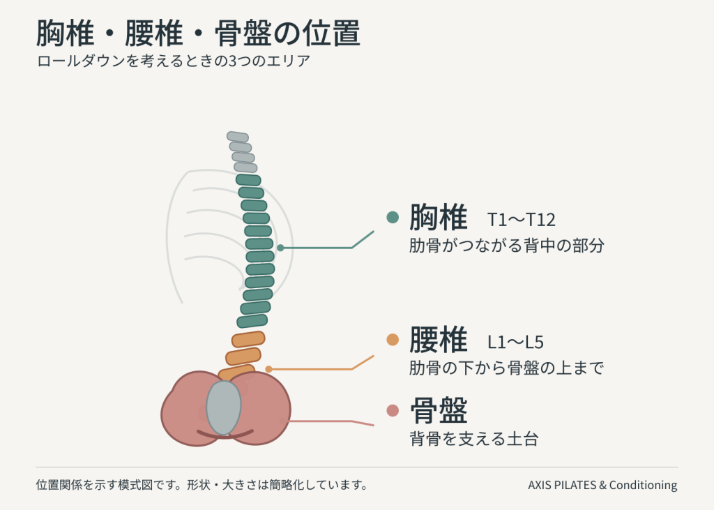 胸椎・腰椎・骨盤の位置を色分けした横向きの模式図