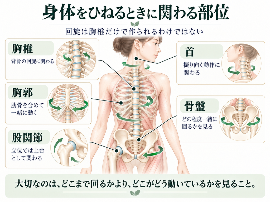 身体をひねるときに関わる胸椎・胸郭・骨盤・股関節・首と、それぞれの回旋への関わりを示した図。