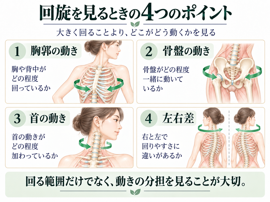 回旋を見るときに確認したい、胸郭の動き・骨盤の動き・首の動き・左右差の4つのポイントを示した図。