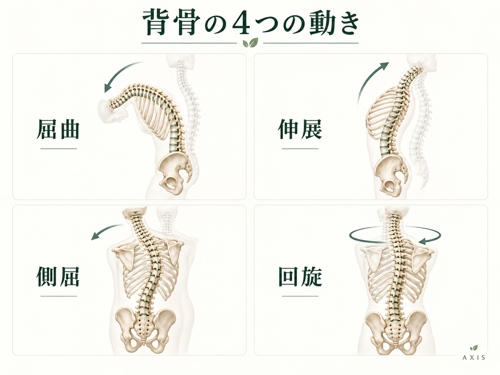 背骨の4つの基本的な動きである屈曲・伸展・側屈・回旋を示した図。