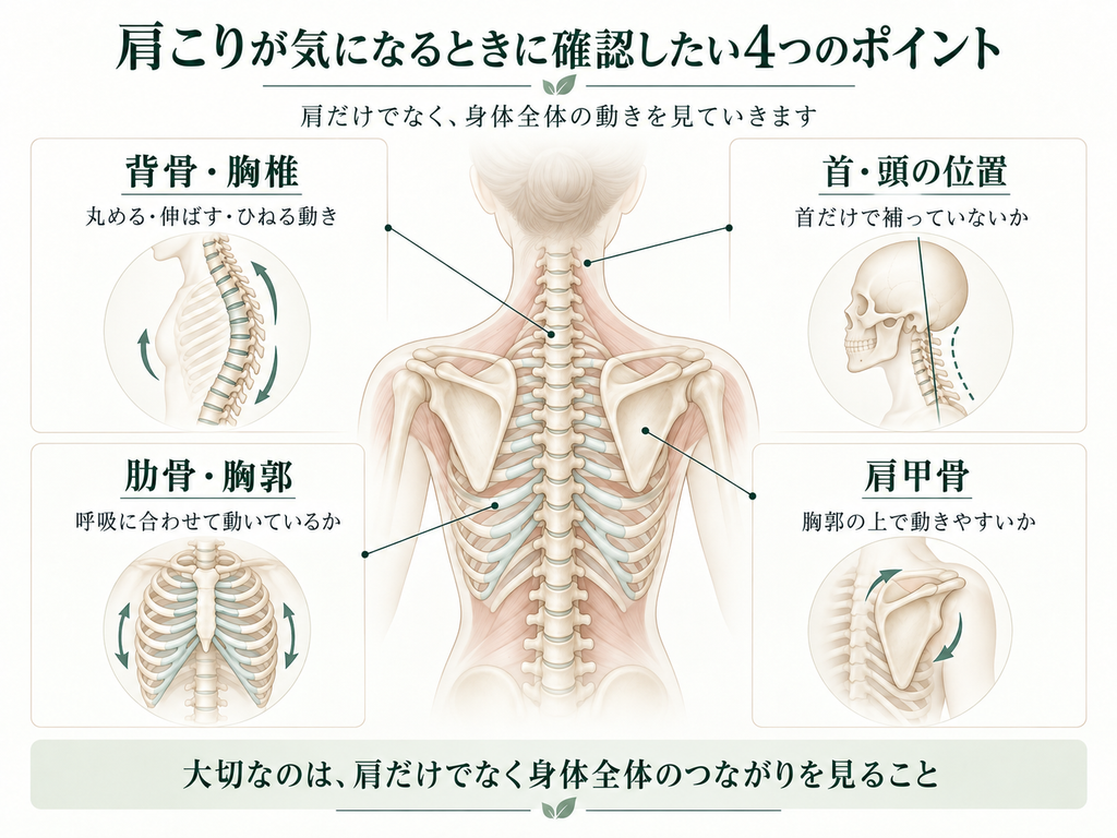 肩こりが気になるときに確認したい、背骨・胸椎、肋骨・胸郭、肩甲骨、首・頭の位置の4つを示した図。