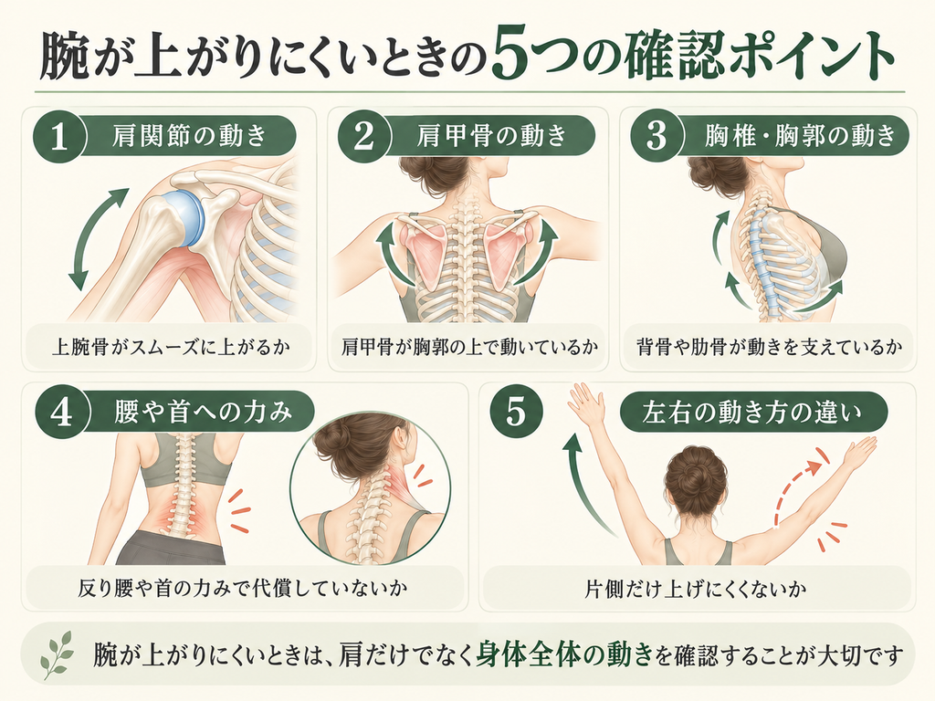 腕が上がりにくいときに確認したい、肩関節の動き・肩甲骨の動き・胸椎と胸郭の動き・腰や首への力み・左右の動き方の違いの5つを示した図。