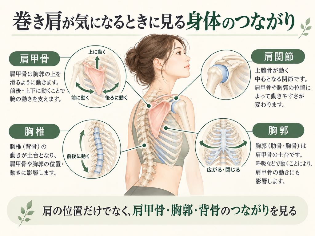 巻き肩が気になるときに確認したい、肩関節・肩甲骨・胸郭・胸椎の位置関係と肩甲骨の動きを示した図。