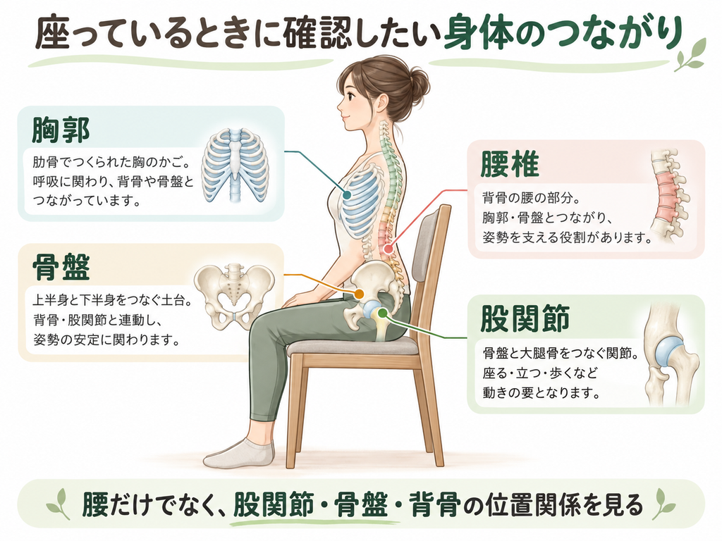 座っているときに確認したい、胸郭・腰椎・骨盤・股関節の位置関係を示した図。