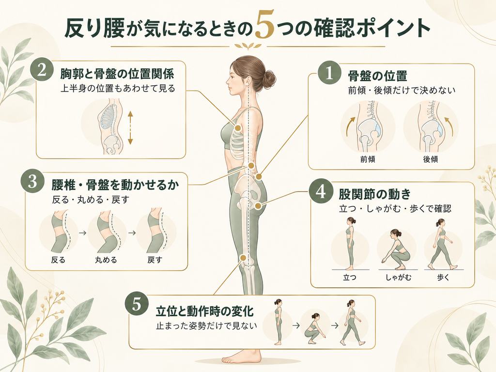反り腰が気になるときに確認する、骨盤の位置・胸郭と骨盤の位置関係・腰椎と骨盤の動き・股関節の動き・立位と動作時の変化の5つを示した図。