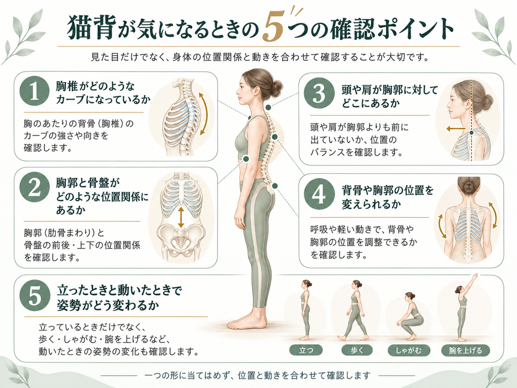 猫背が気になるときに確認したい、胸椎のカーブ・胸郭と骨盤の位置関係・頭と肩の位置・背骨と胸郭の動き・立位と動作時の変化の5つを示した図。