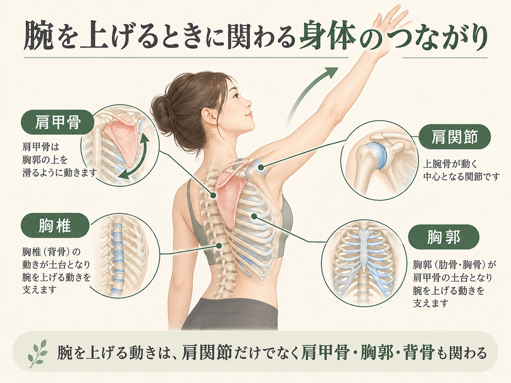 腕を上げるときに関わる、肩関節・肩甲骨・胸郭・胸椎の位置と動きを示した図。
