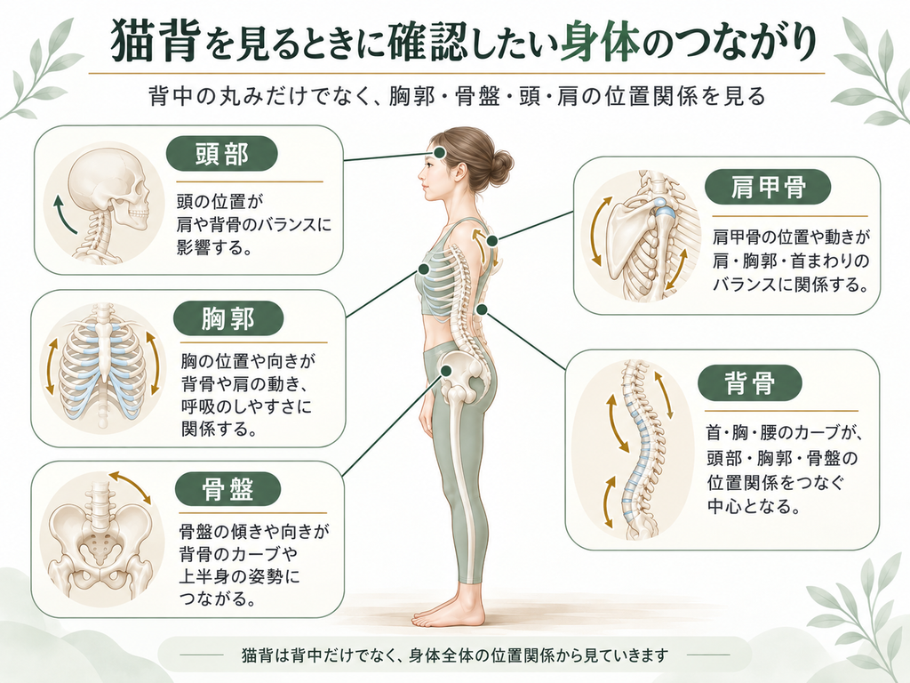 猫背を見るときに確認したい、頭部・胸郭・背骨・骨盤・肩甲骨の位置関係を示した図。