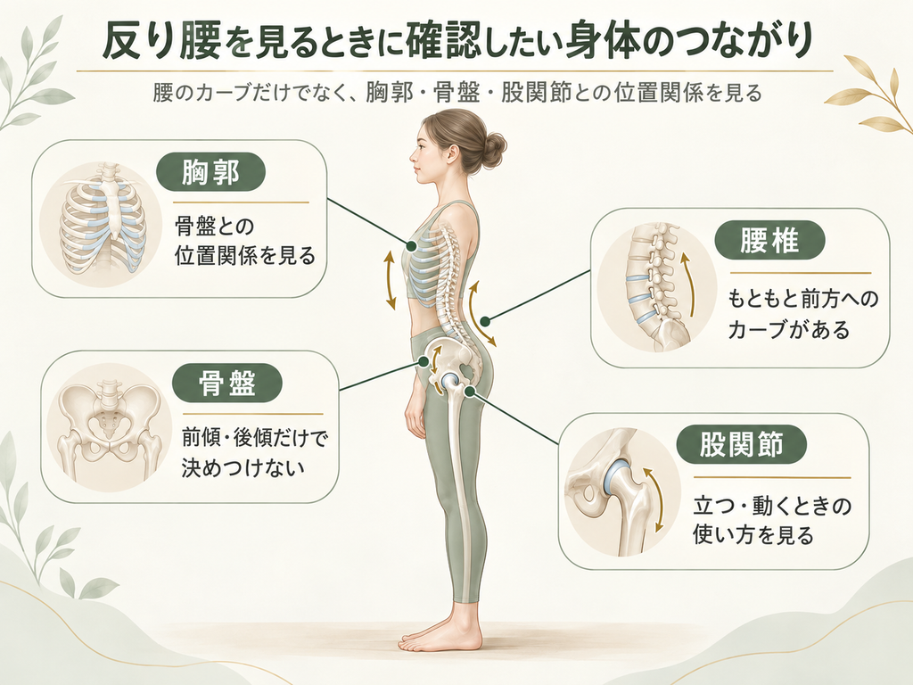 反り腰を見るときに確認したい、胸郭・腰椎・骨盤・股関節の位置関係を示した図。